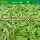 Factory Price Frozen Peapods