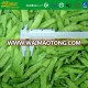 FORZEN fresh frozen sugar snap pea