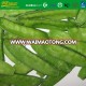 High Quality IQF new crop iqf frozen pea pods