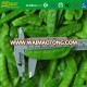 High Quality IQF frozen snow pea pods