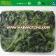 New crop wholesale bulk frozen Bqf chopped spinach