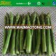 L17cm DIA10-16MM whole frozen green asparagus spears